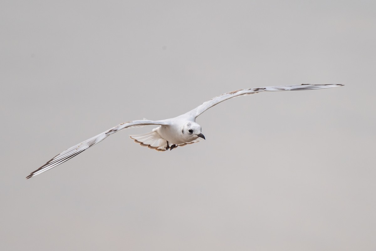 Saunders's Gull - ML646513285