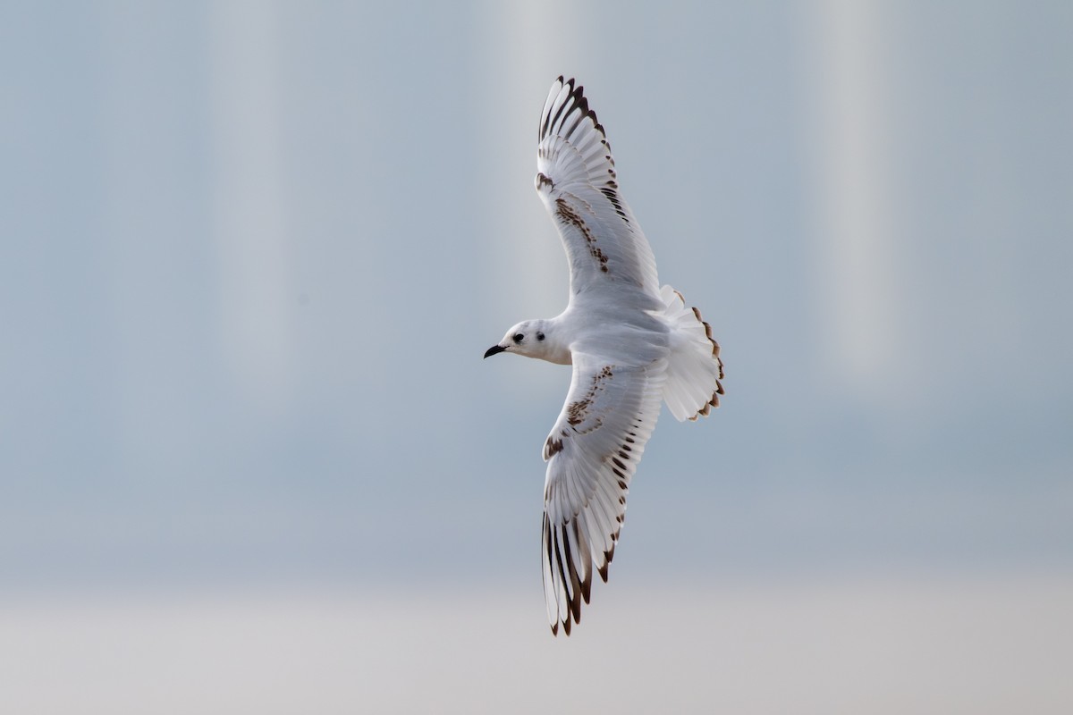 Saunders's Gull - ML646513286