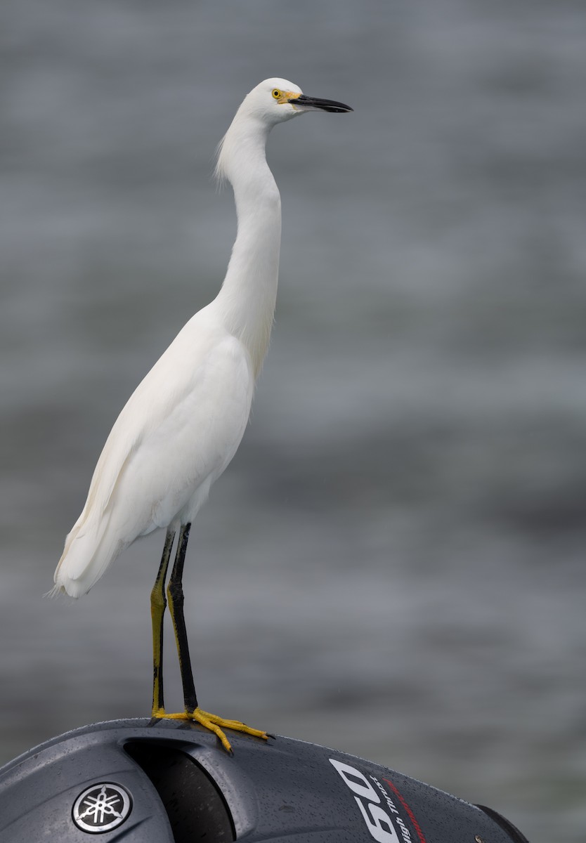 Aigrette neigeuse - ML646513287