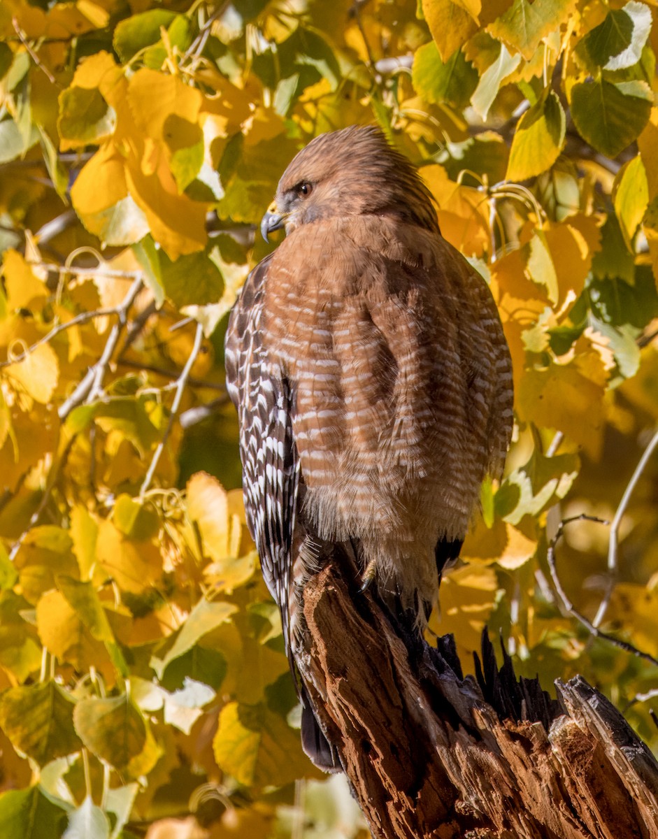 Red-shouldered Hawk - ML646513288