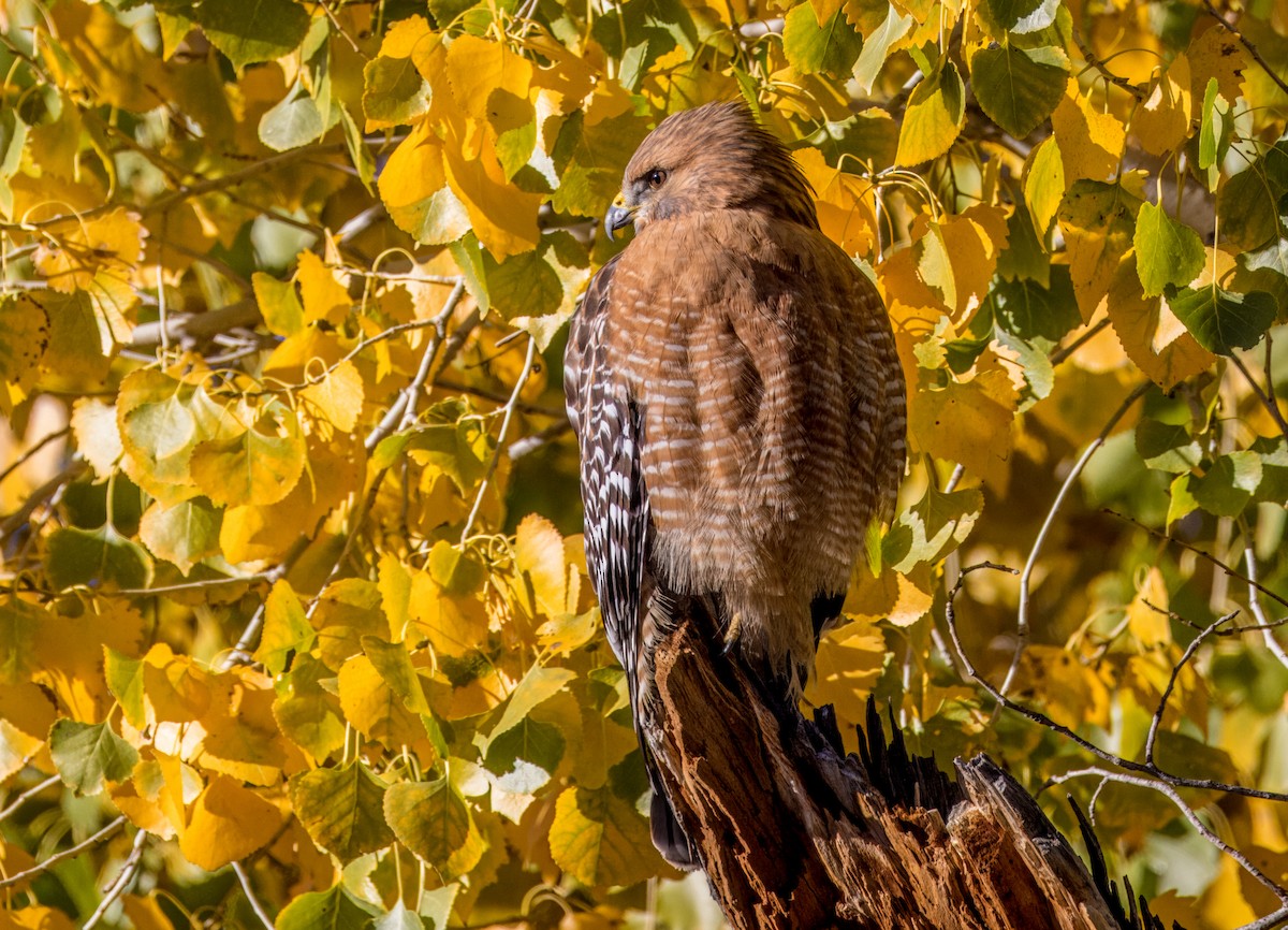 Red-shouldered Hawk - ML646513290