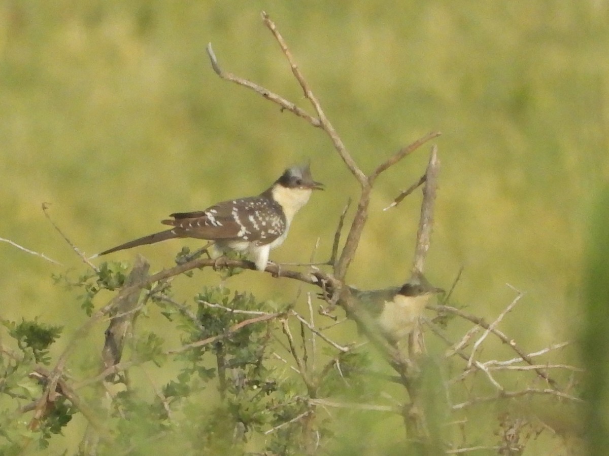 Kuku mottoduna - ML646513291