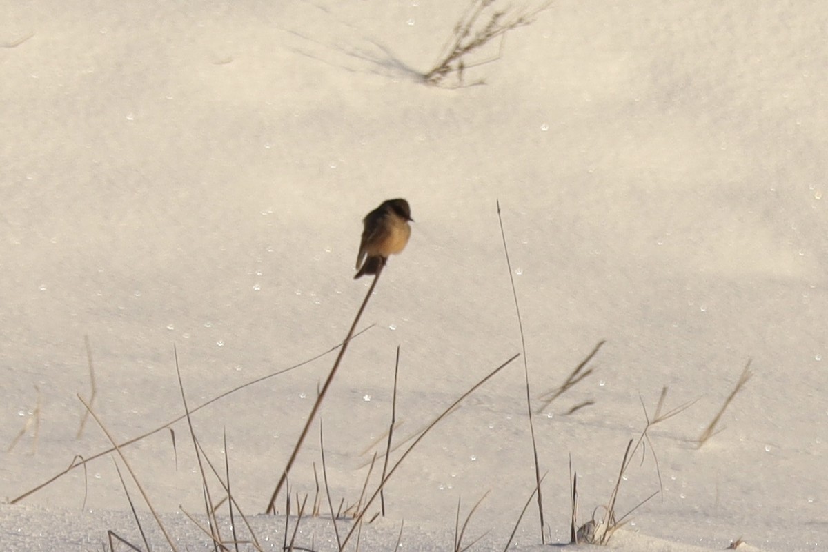 Say's Phoebe - ML646513297