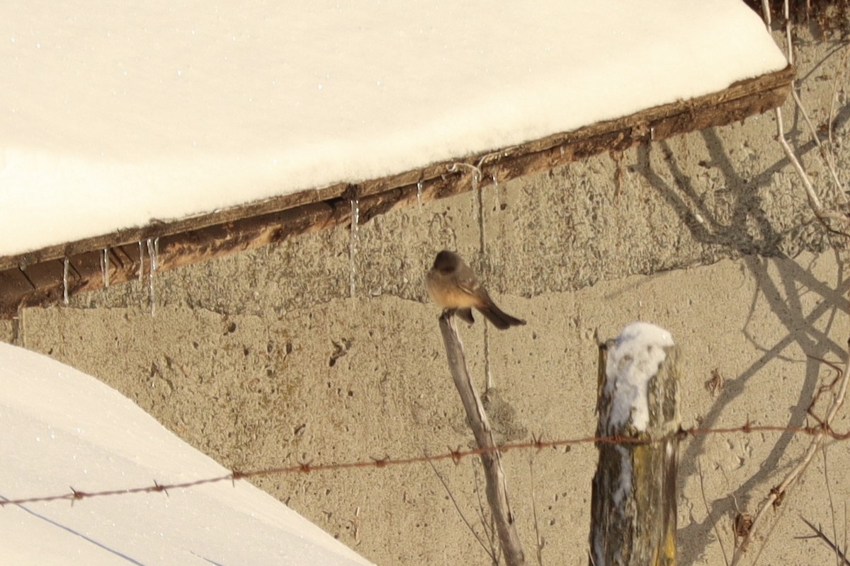 Say's Phoebe - ML646513298