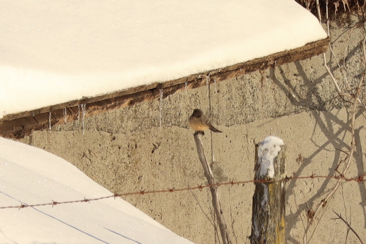 Say's Phoebe - ML646513299