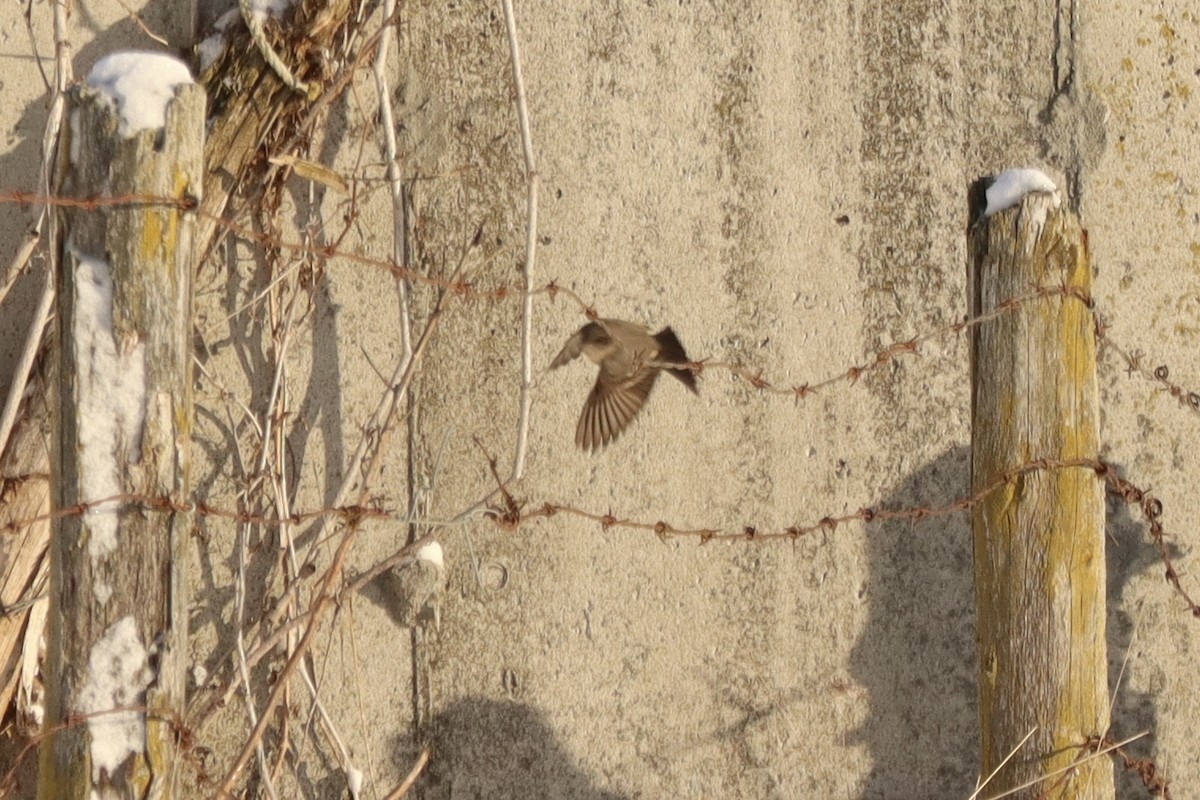 Say's Phoebe - ML646513300