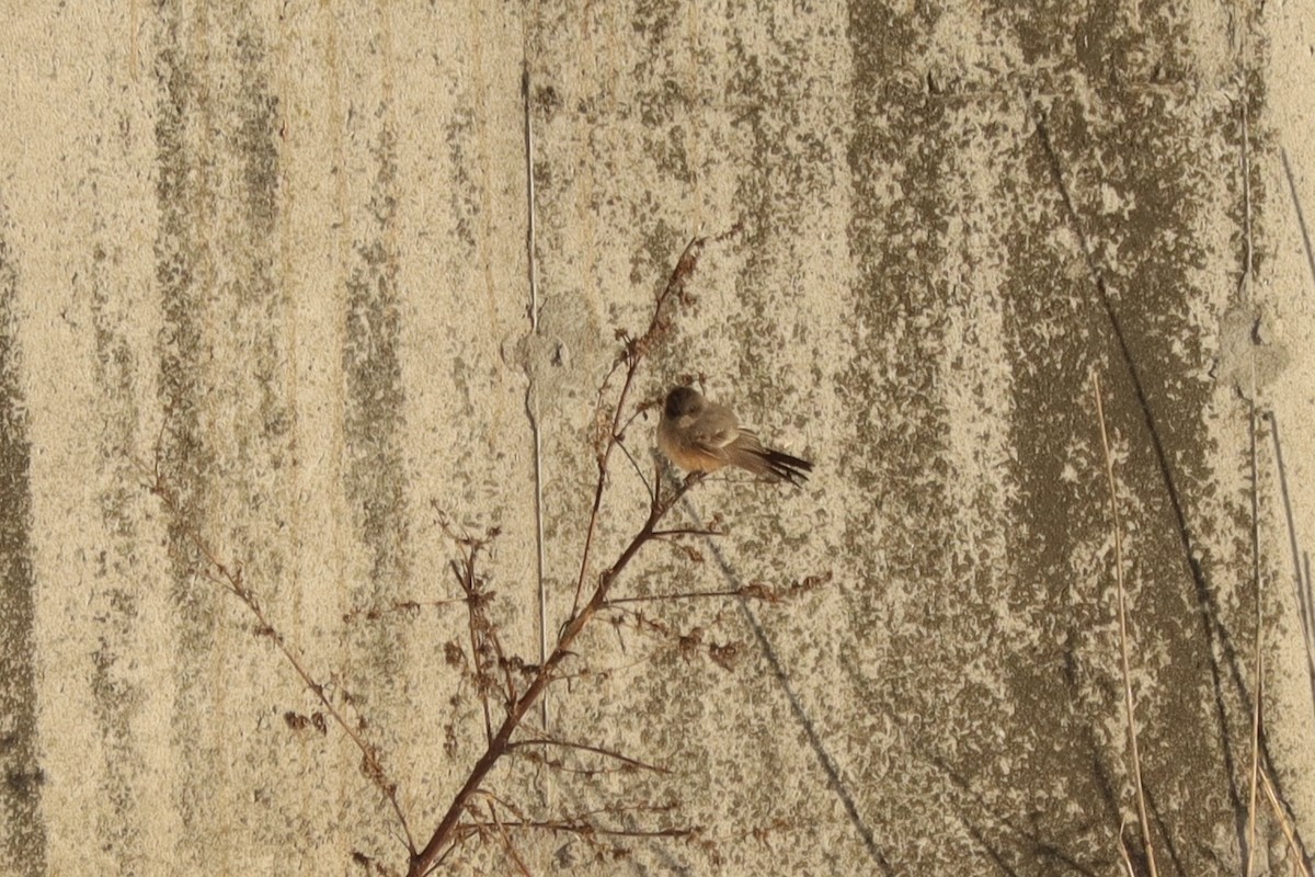 Say's Phoebe - ML646513301