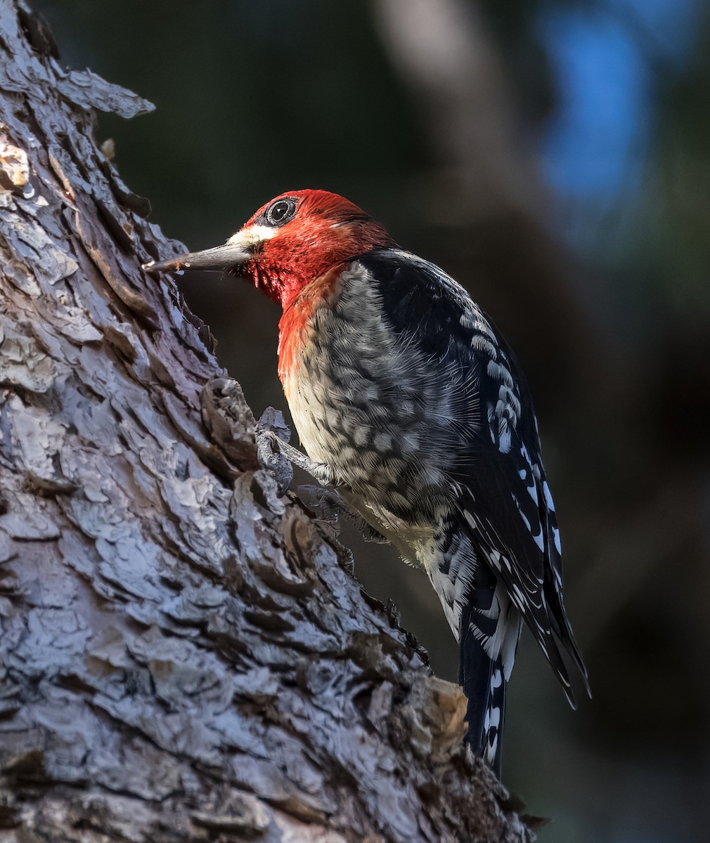 Red-breasted Sapsucker - ML646513303