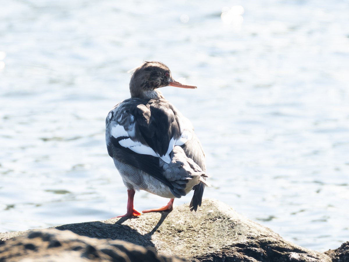 ウミアイサ - ML646513304