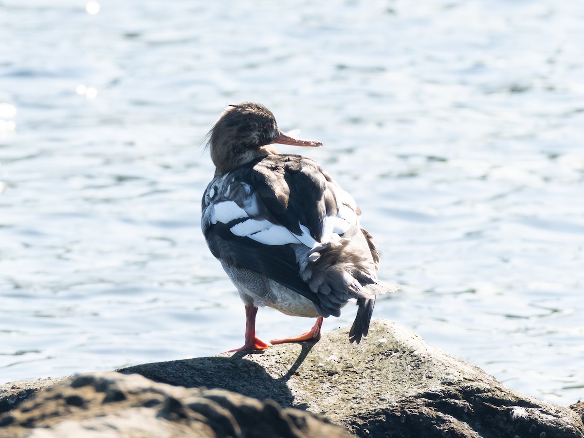 ウミアイサ - ML646513305