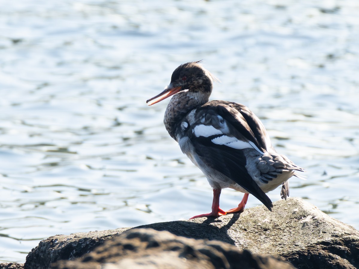 ウミアイサ - ML646513307