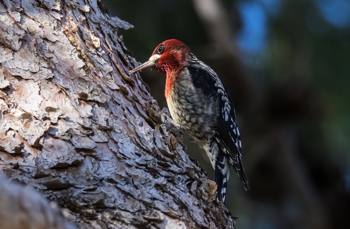 Red-breasted Sapsucker - ML646513308