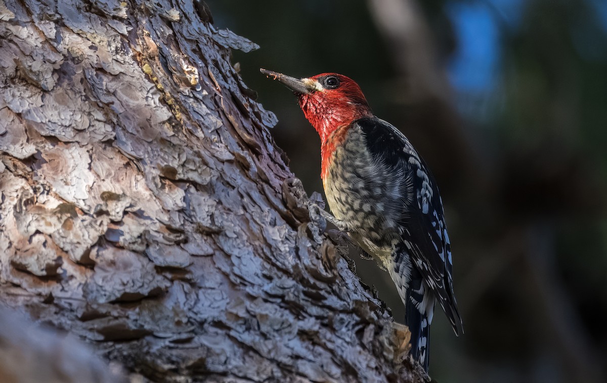 Red-breasted Sapsucker - ML646513309