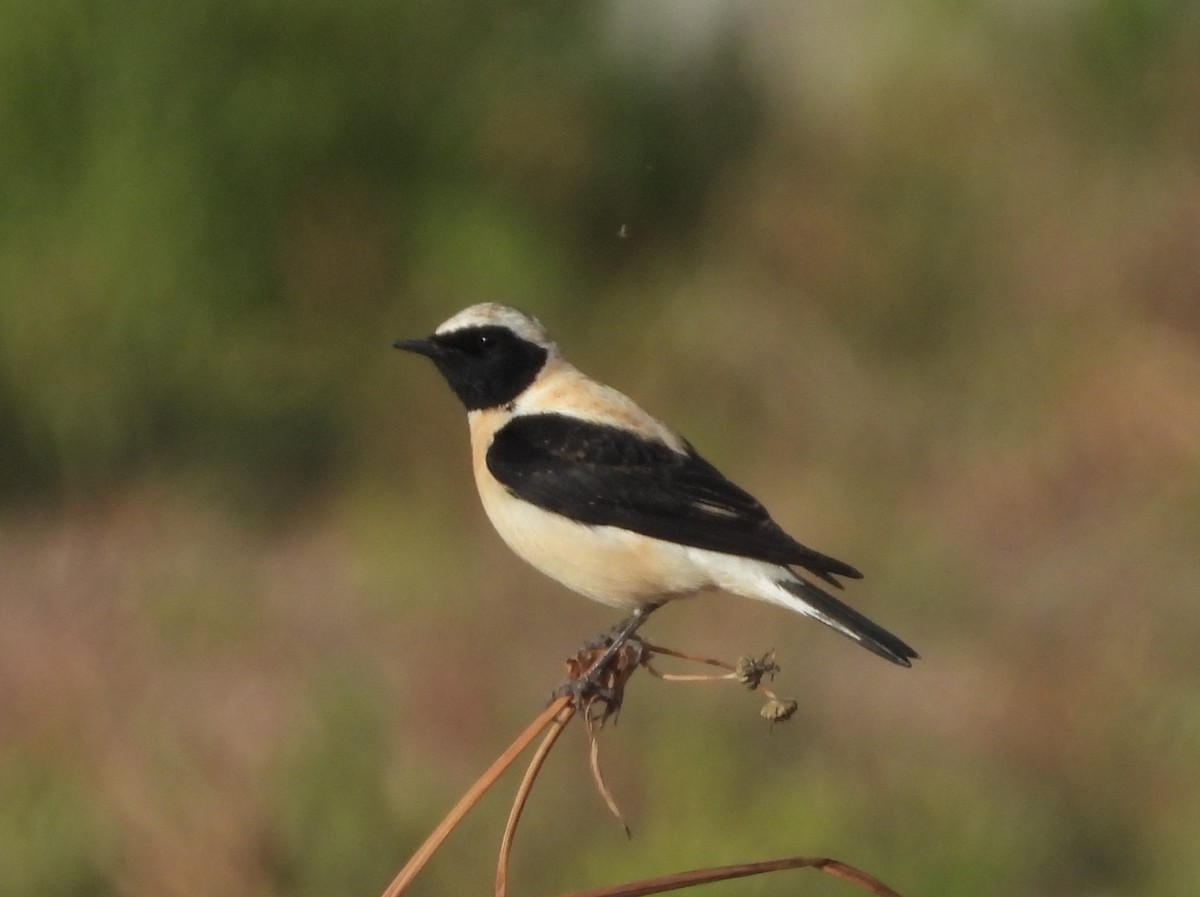 Eastern Black-eared Wheatear - ML646513310