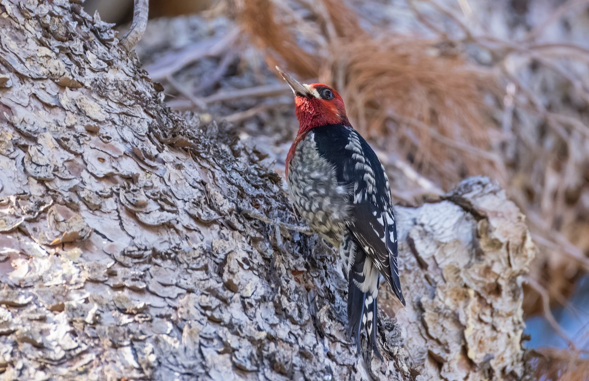 Red-breasted Sapsucker - ML646513311