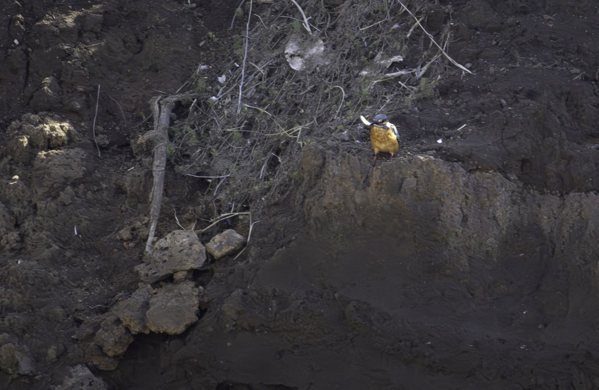 Common Kingfisher - ML646513313