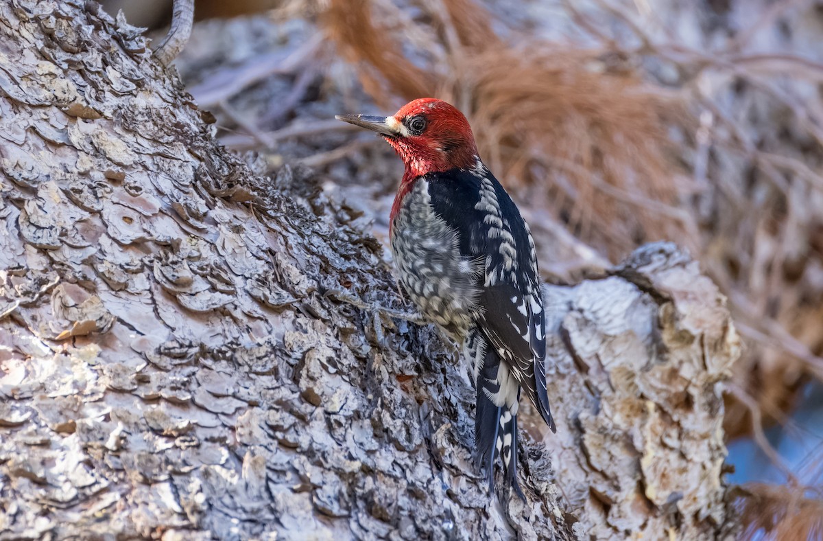 Red-breasted Sapsucker - ML646513318