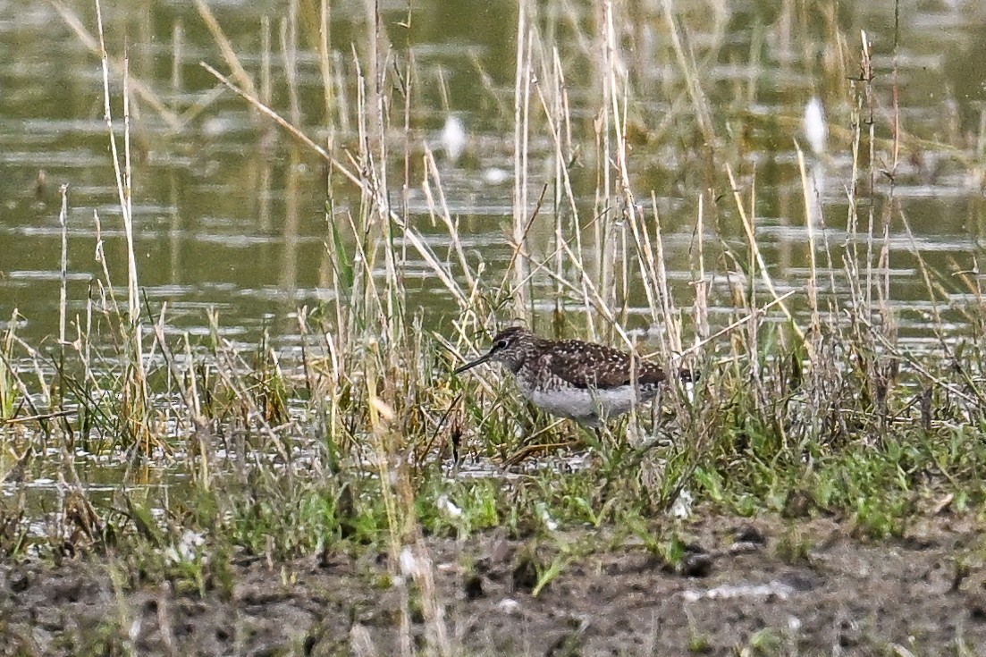 vodouš bahenní - ML646513319