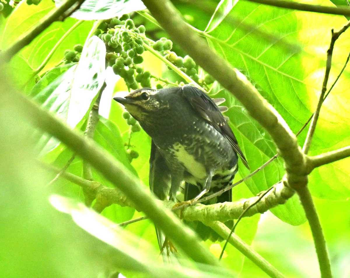 Siberian Thrush - ML646513322