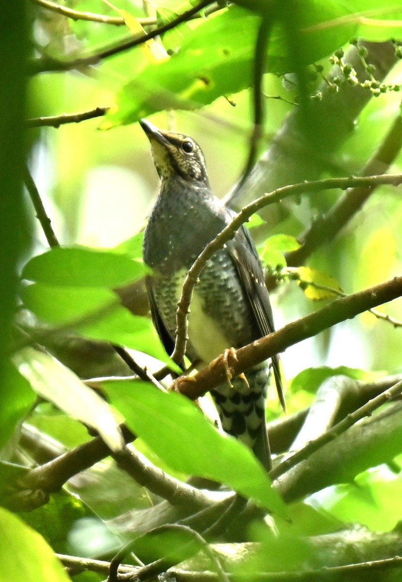 Siberian Thrush - ML646513323