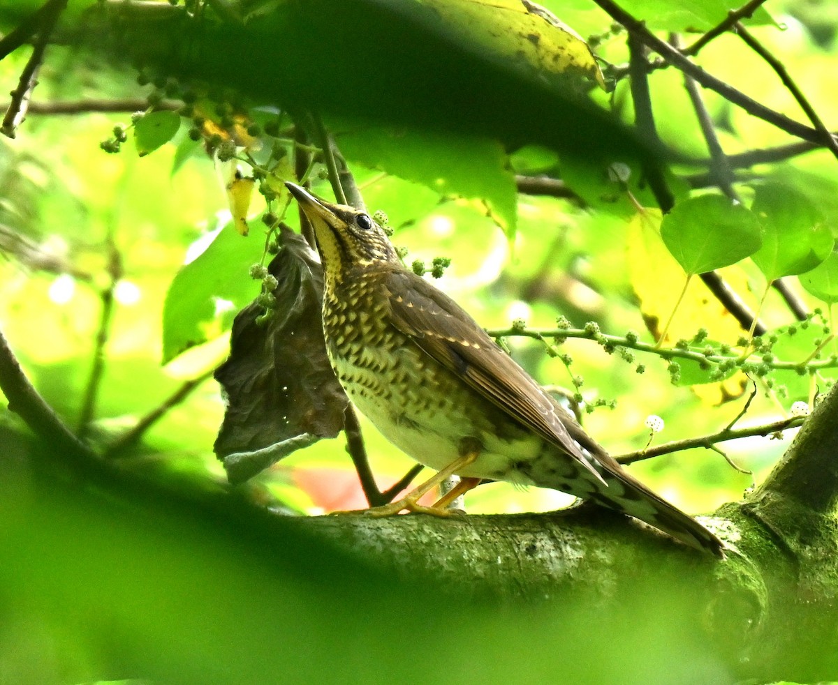 Siberian Thrush - ML646513324