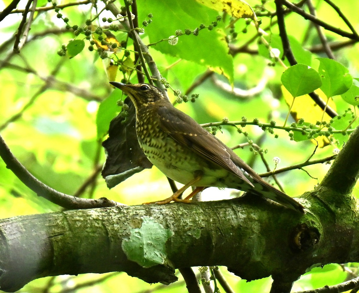 Siberian Thrush - ML646513325