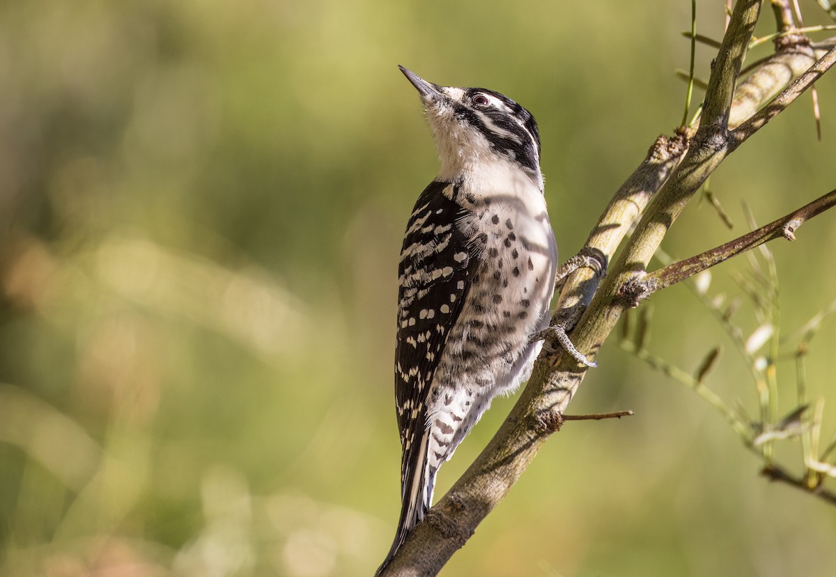 Nuttall's Woodpecker - ML646513326