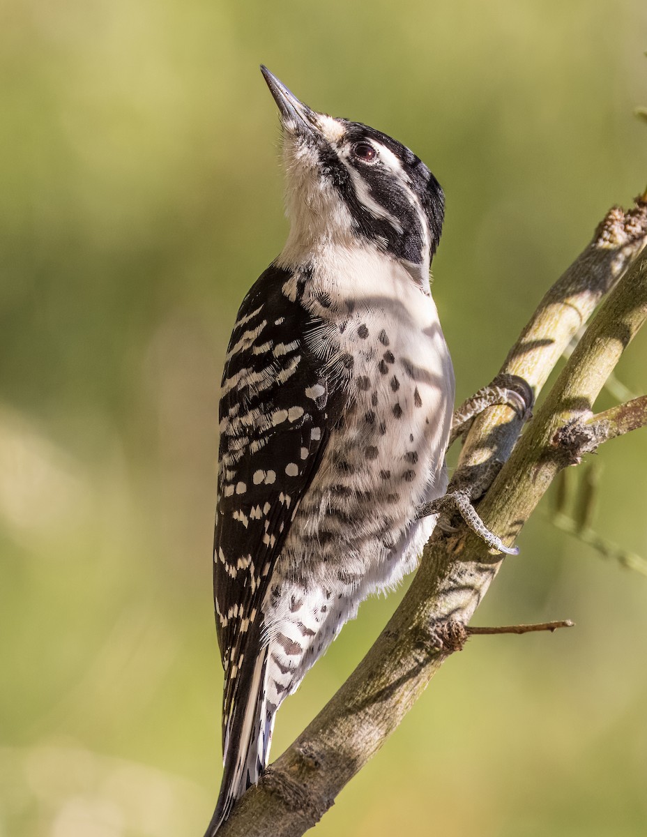 Nuttall's Woodpecker - ML646513327