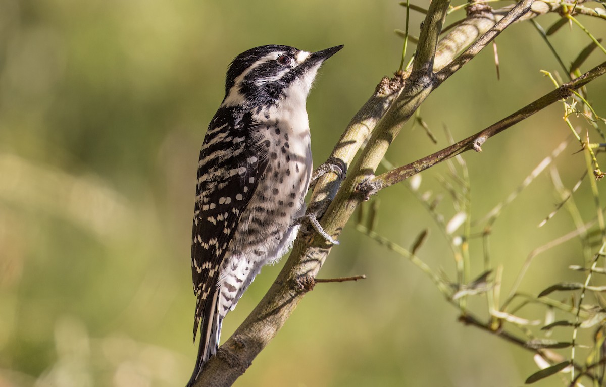 Nuttall's Woodpecker - ML646513328