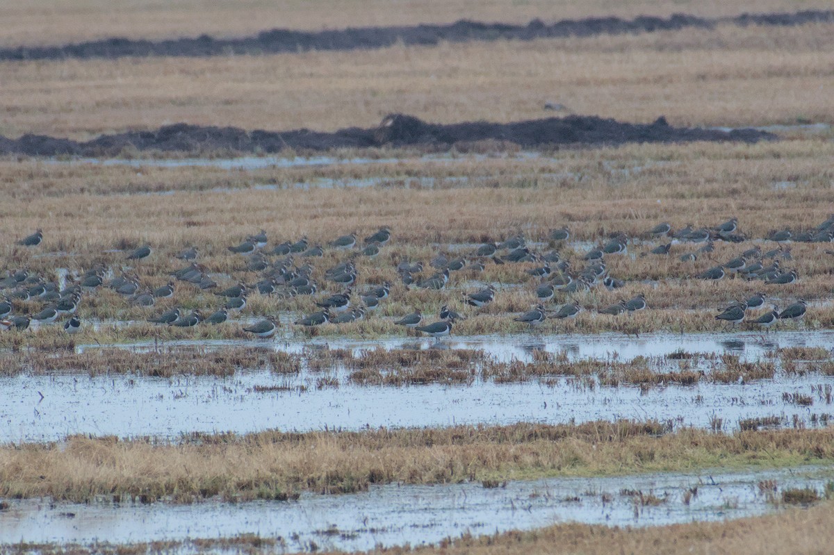 Northern Lapwing - ML646513329