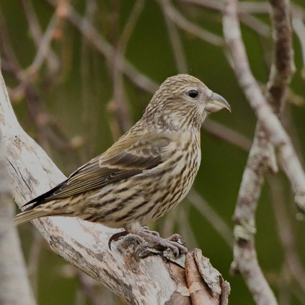 grankorsnebb - ML646513330