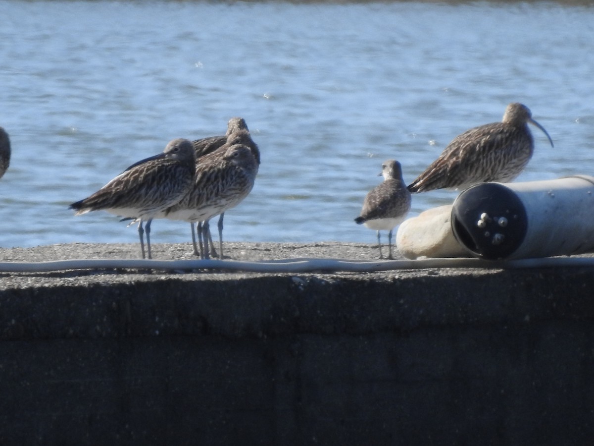 Eurasian Curlew - ML646513331