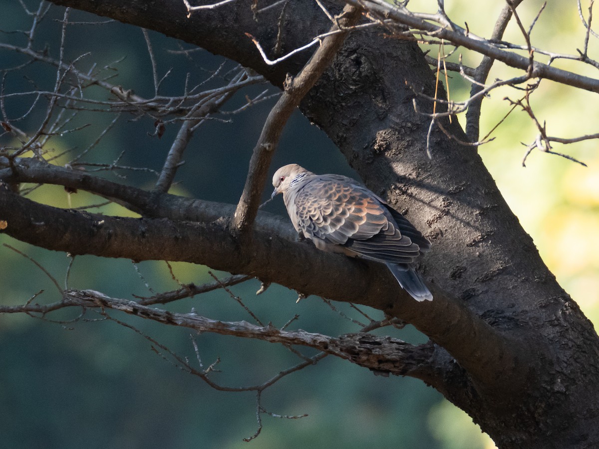 キジバト - ML646513332