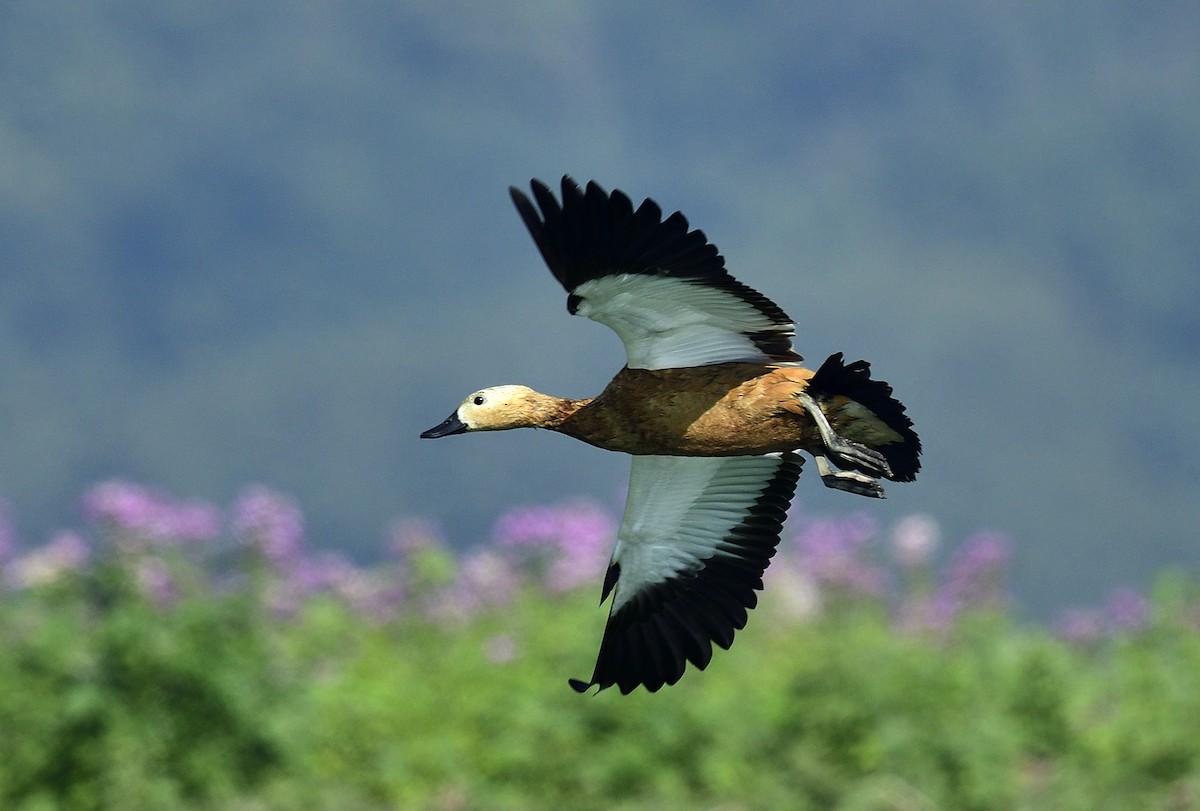 Ruddy Shelduck - ML646513333