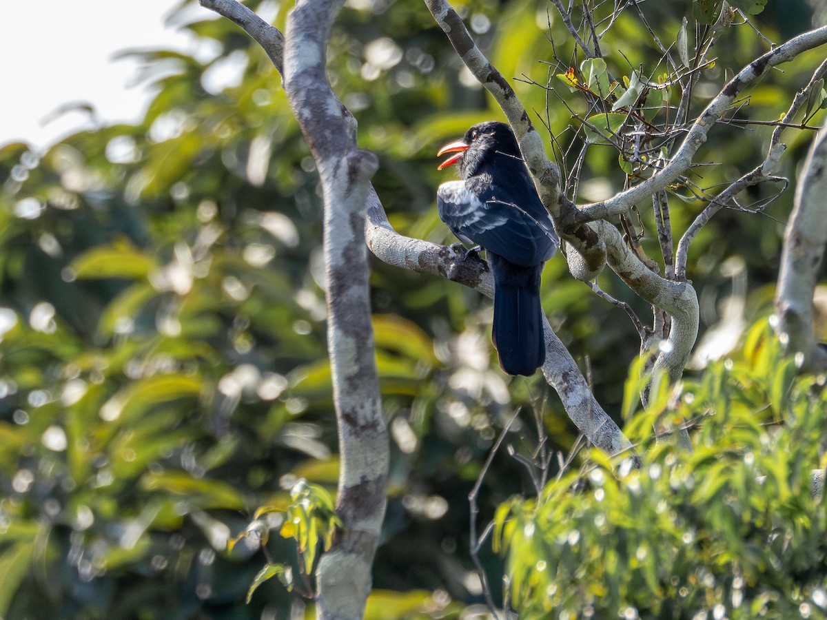 Black Nunbird - ML646513334