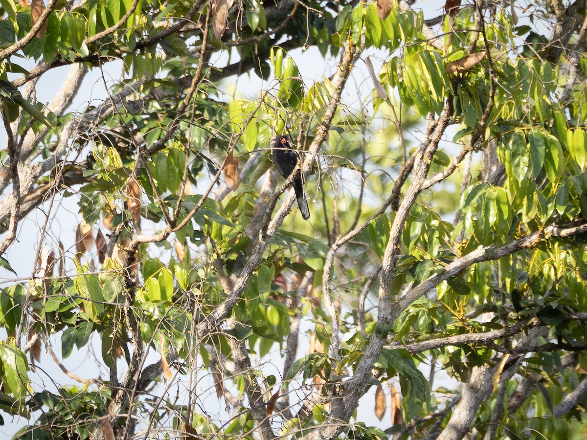 Black Nunbird - ML646513335