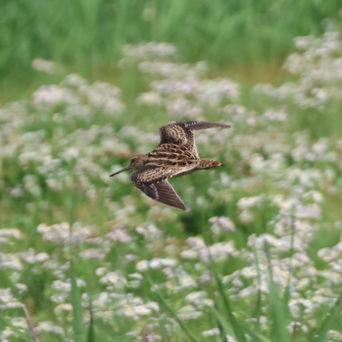 Шугуйн/Замбын хараалж - ML646513339