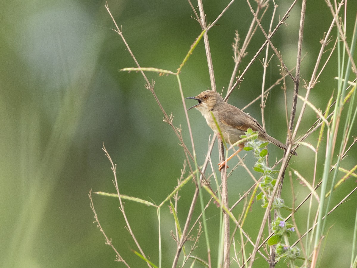 Singing Cisticola - ML646513340