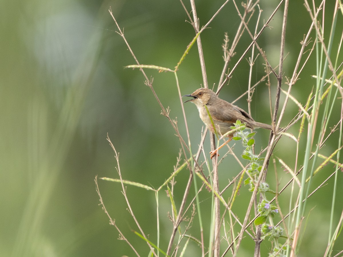 Singing Cisticola - ML646513341