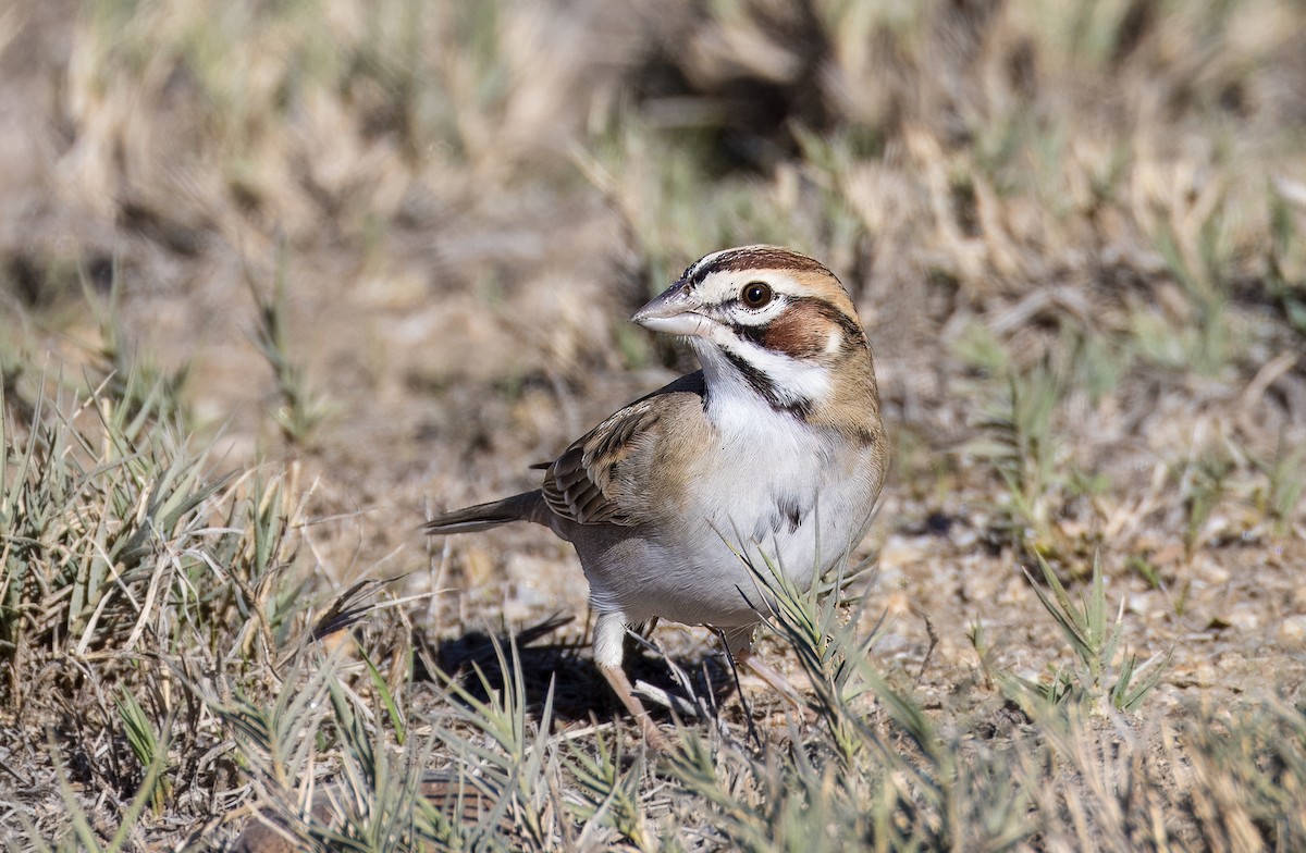 גיבתונית לבנת-גבה - ML646513342