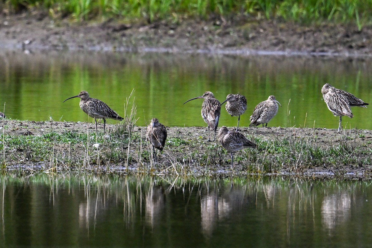 koliha velká - ML646513343