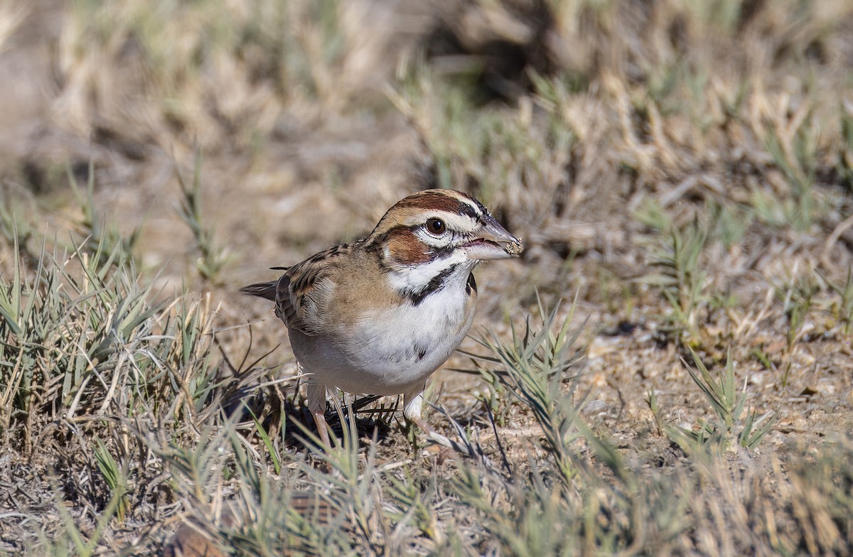 גיבתונית לבנת-גבה - ML646513344