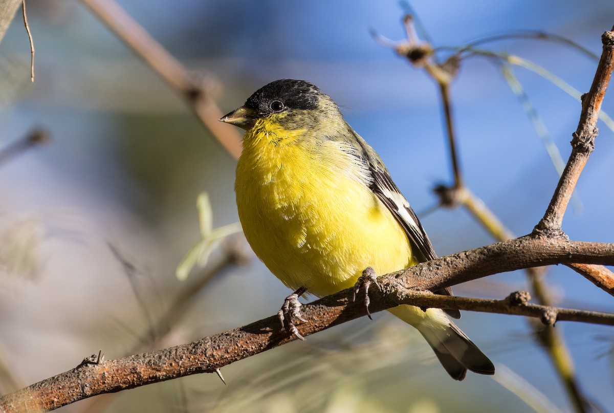 Lesser Goldfinch - ML646513346
