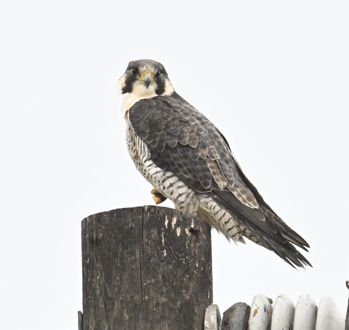 Peregrine Falcon - ML646513347