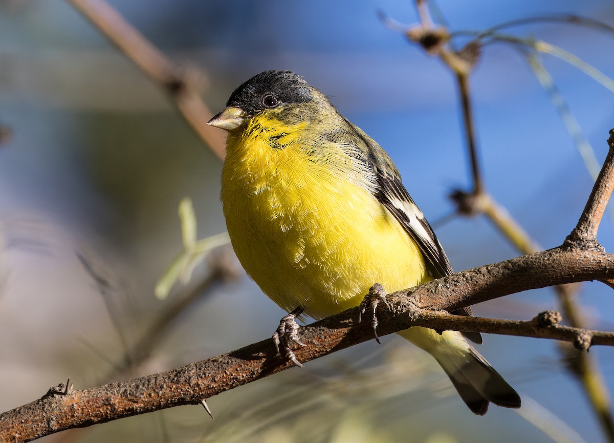 Lesser Goldfinch - ML646513348