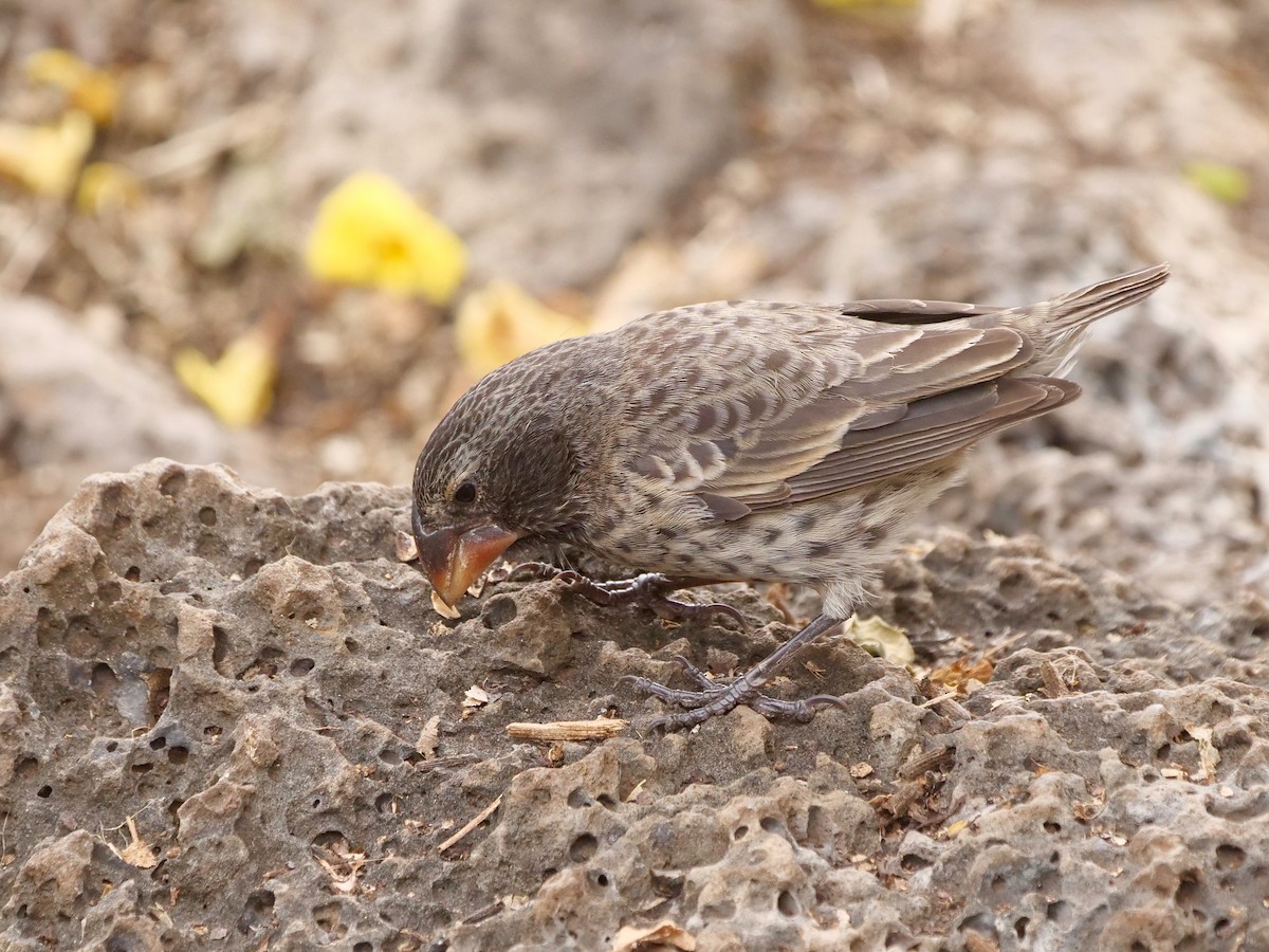 Pinzón de Darwin Picogordo - ML646513349