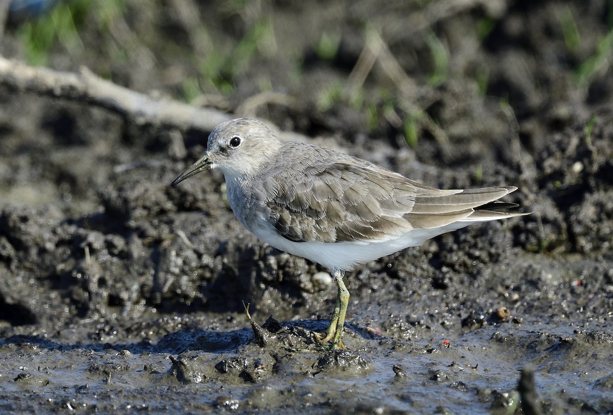 Temminck's Stint - ML646513352