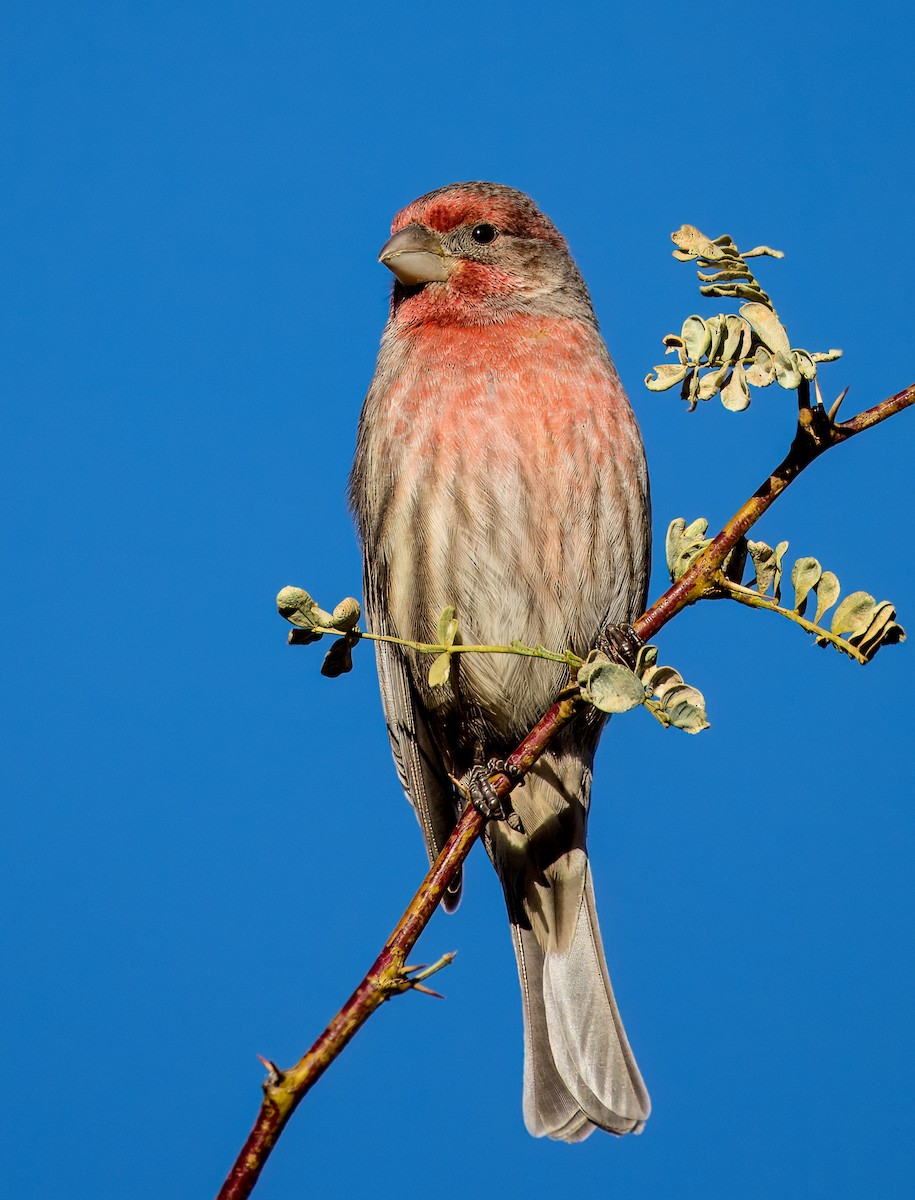 House Finch - ML646513353