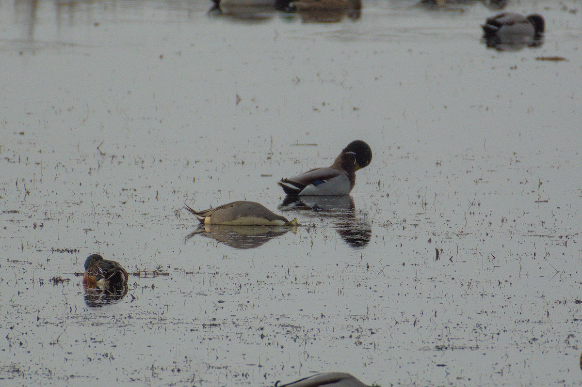 Northern Pintail - ML646513359