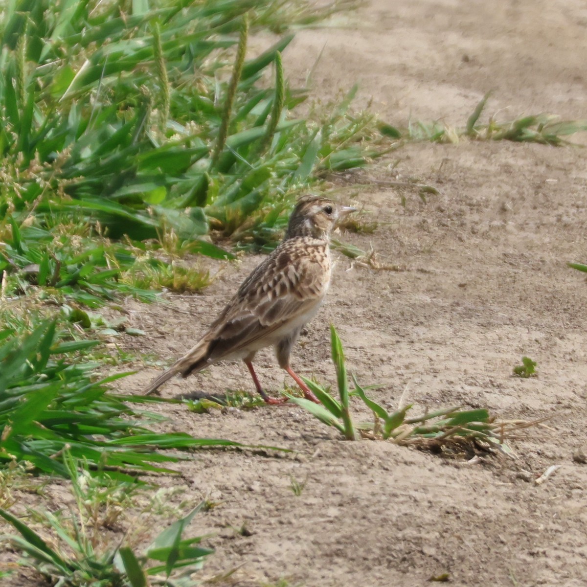 Eurasian/Oriental Skylark - ML646513361